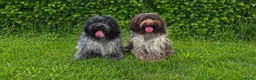 Nederlandse Schapendoes honden te koop: Prachtige schapendoesjes - Advertentie 2