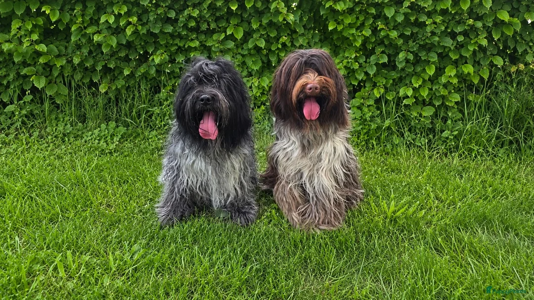 Nederlandse Schapendoes honden te koop: Prachtige schapendoesjes - Advertentie 2