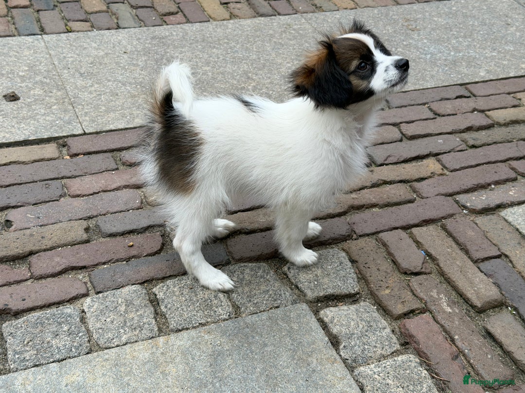 Vlinderhondje honden te koop: Mooie wit/sable Pappilon pup - Advertentie 5