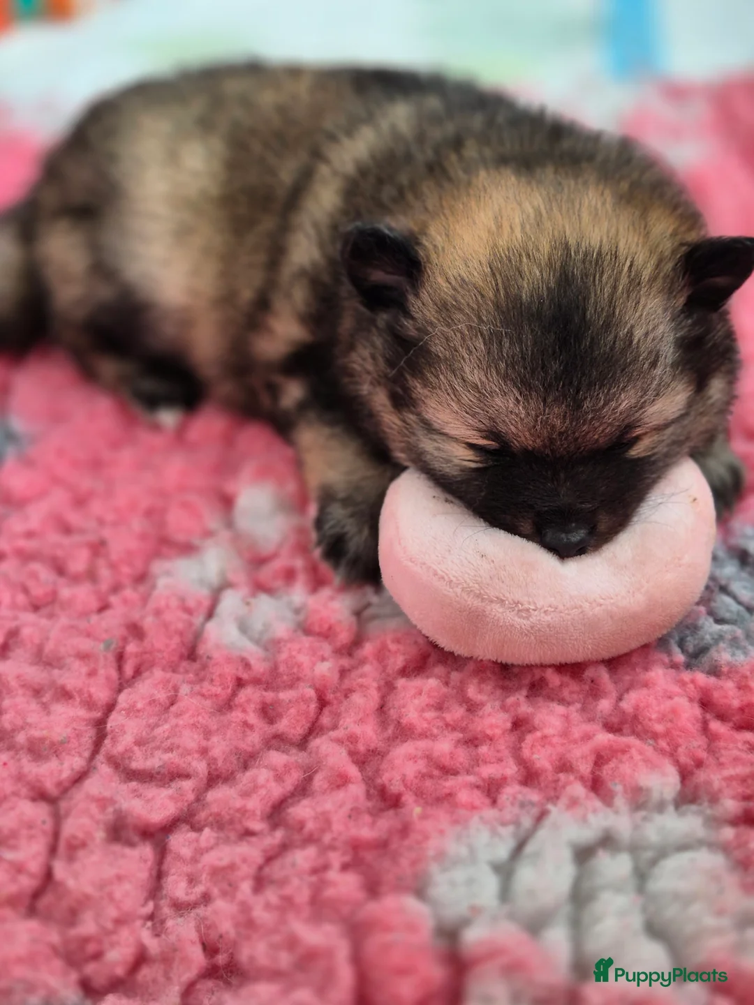 Keeshond honden te koop: Middenslag Keeshond pups - Advertentie 9