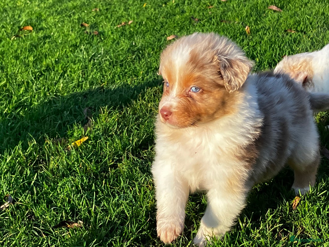 Australian Shepherd honden te koop: Prachtige raszuivere Australian Shepherd - Advertentie 4