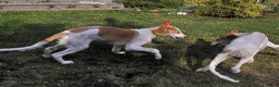 Barsoi honden te koop: Borzoi-teef uit FCI-kennel zoekt lief thuis  - Advertentie 12