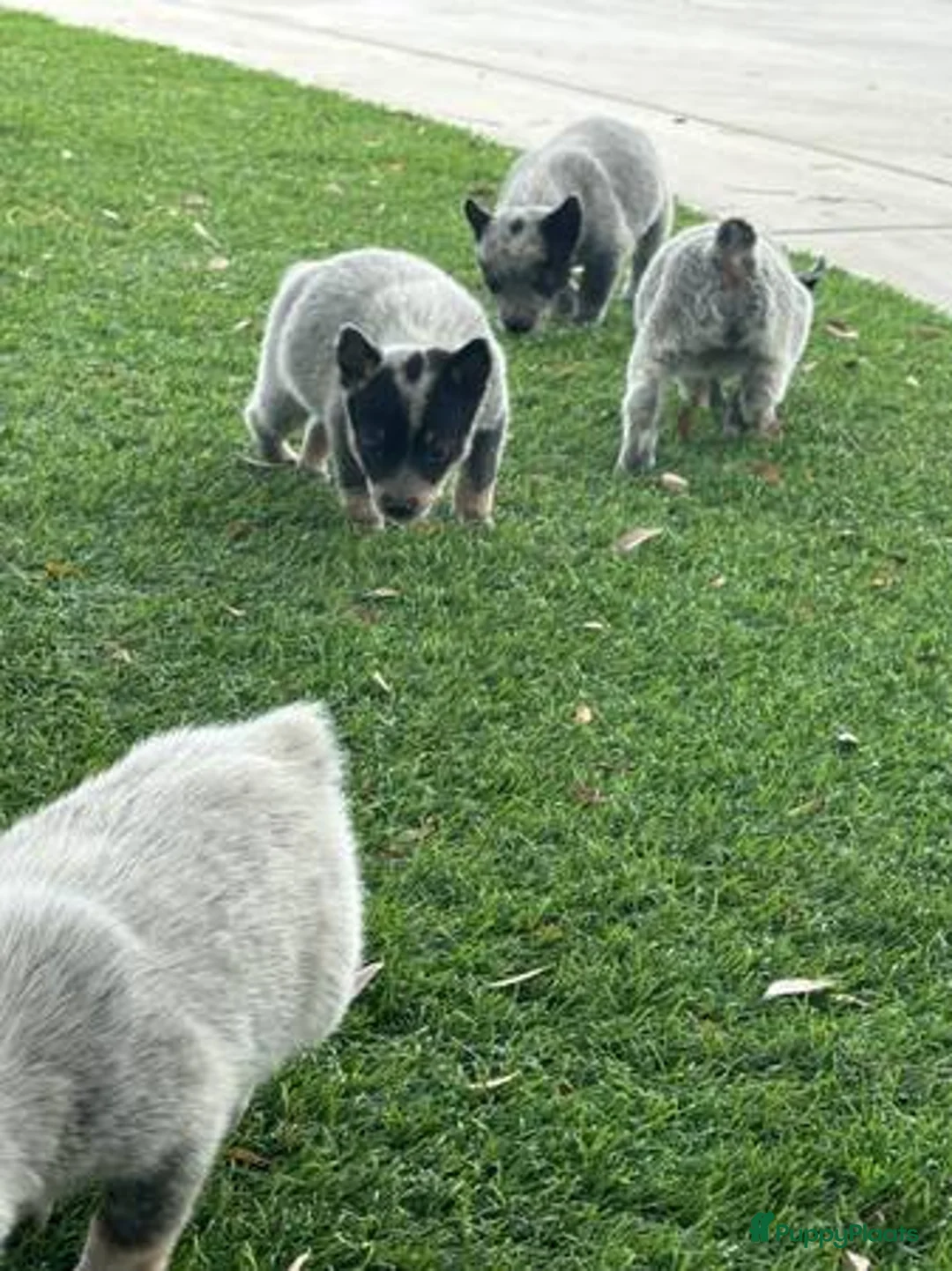 Australian Cattle Dog honden ter adoptie: Australische herdershondenpuppy's in Bloemendaal - Advertentie 7