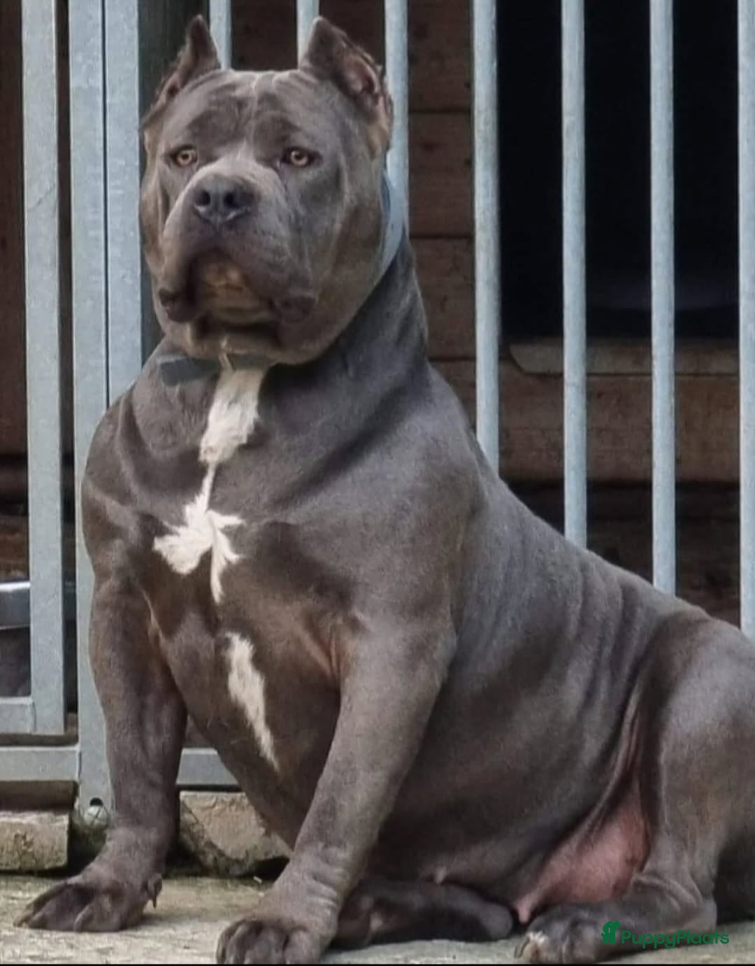 Amerikaanse Bully honden ABKC XL PUPS BEKENDE INTERNATIONALE BLOEDLIJNEN! - Advertentie 1