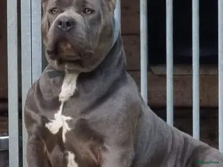 Amerikaanse Bully honden ABKC XL PUPS BEKENDE INTERNATIONALE BLOEDLIJNEN! - Advertentie 2