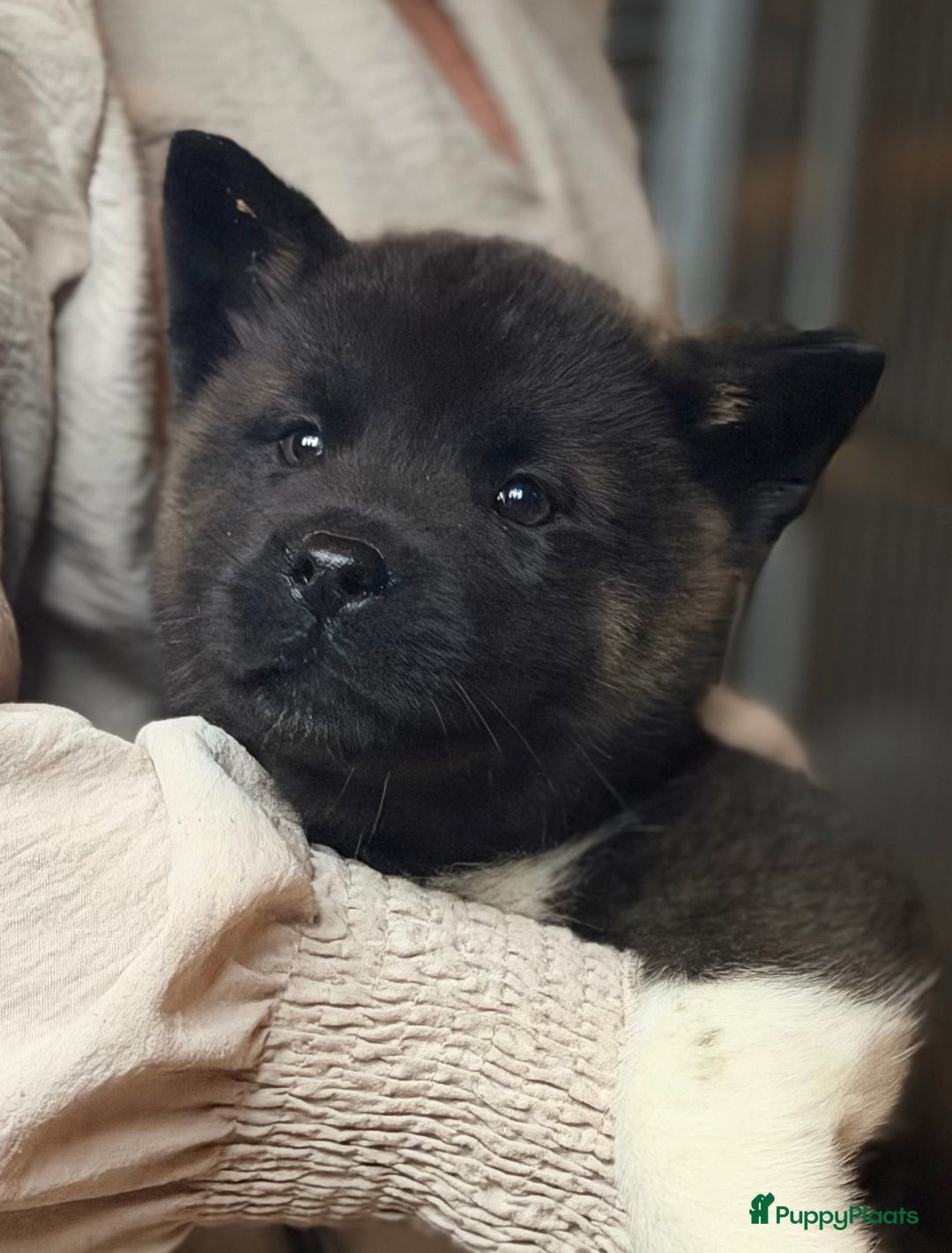 American Akita honden te koop: Prachtige American akita pups van unieke bloedlijn - Advertentie 8