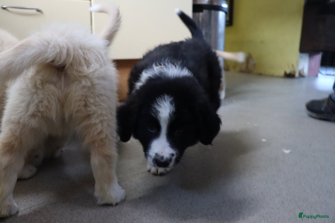Goldador honden te koop: Super Lieve Golden Retriever pups te koop - Advertentie 3