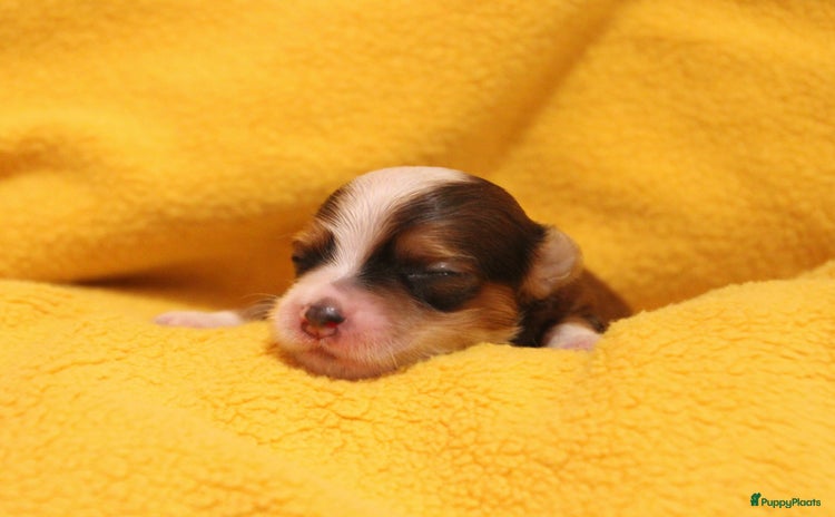 Havanezer honden - Advertentie 1