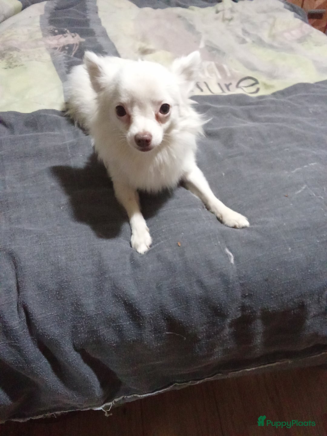 Chihuahua honden te koop: Mooi wit reutje !!! - Advertentie 6