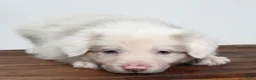 Border Collie honden te koop: Border collie pup - Advertentie 2