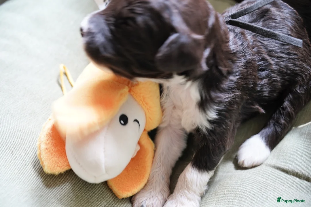 Barbet honden te koop: Barbet pups  - Advertentie 2