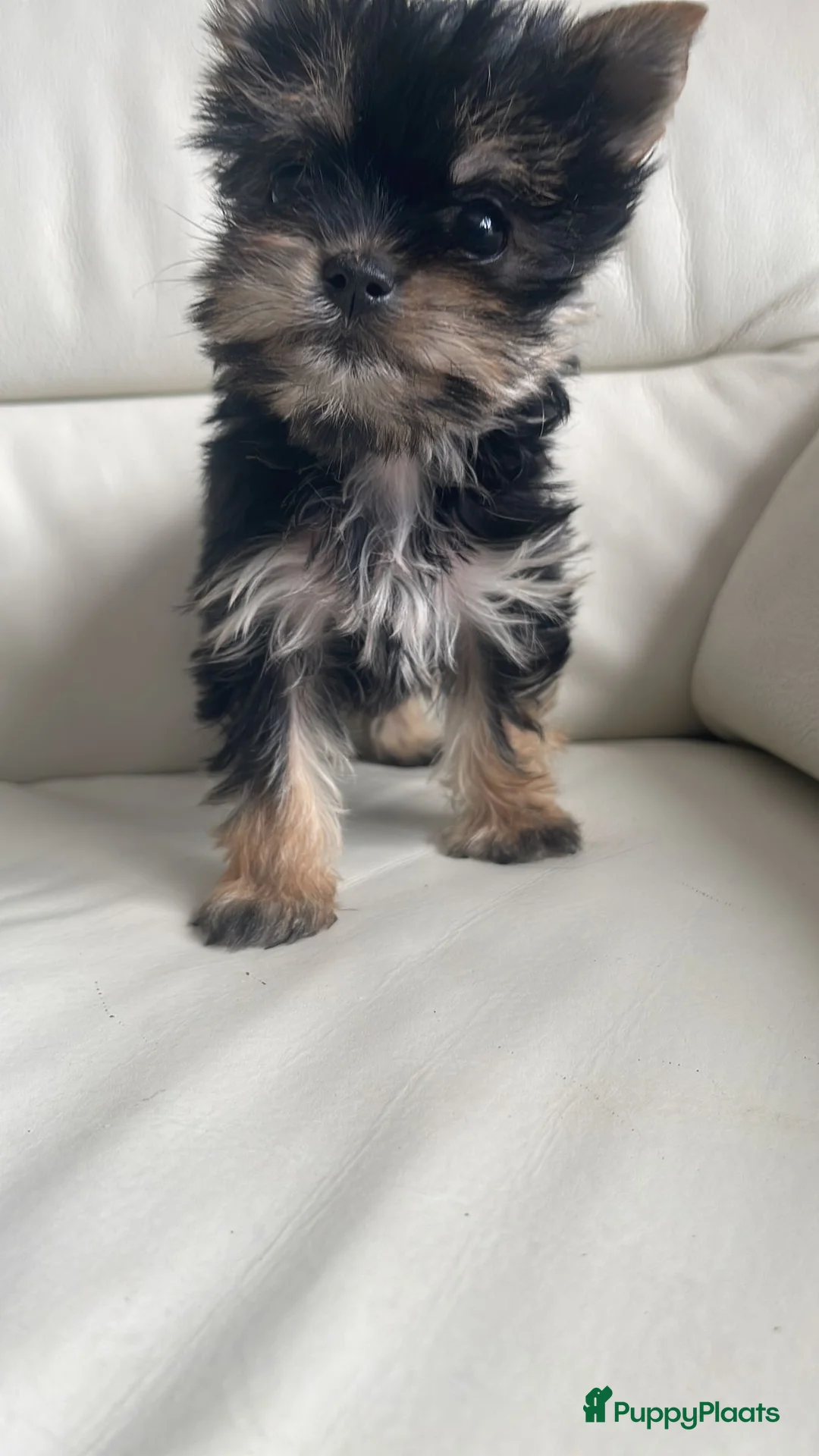 Yorkshire Terriër honden te koop: Mini Yorkshire Terrier puppy’s beschikbaar - Advertentie 2