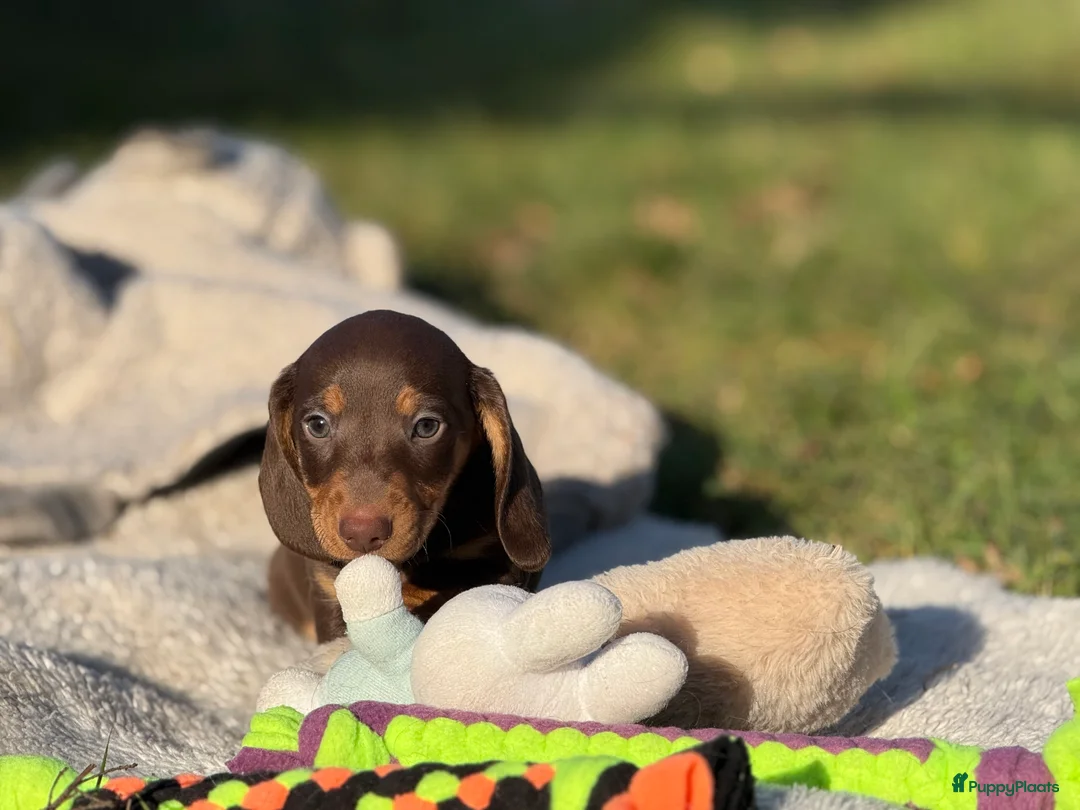 Teckel (korthaar)  honden te koop: Dwergteckel  puppies  - Advertentie 14