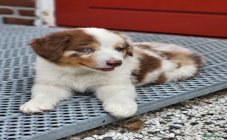 Australian Shepherd honden - Advertentie 2