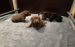 Labrador Retriever honden te koop: Bruin reutje - Afbeelding 21