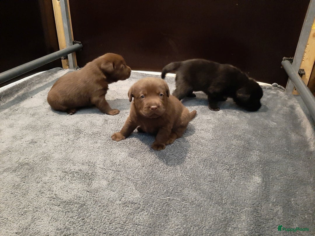 Labrador Retriever honden te koop: Bruin reutje - Afbeelding 21