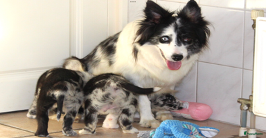 Kruising honden - Advertentie 6