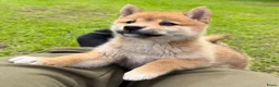 Shiba honden te koop: Shiba inu pups van top ouders - Advertentie 9