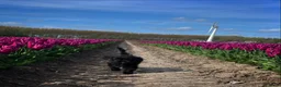 Boomer honden te koop: Blue is in blijde verwachting boomer  - Advertentie 11
