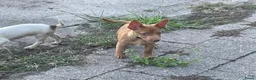 Jack Russel Terriër honden te koop: Jack Russell pup - Advertentie 10