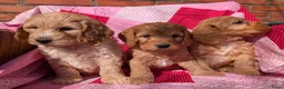 Cockapoo honden te koop: Cokcapoo pups.engelsecockerspaniel x dwerg poedel - Advertentie 2