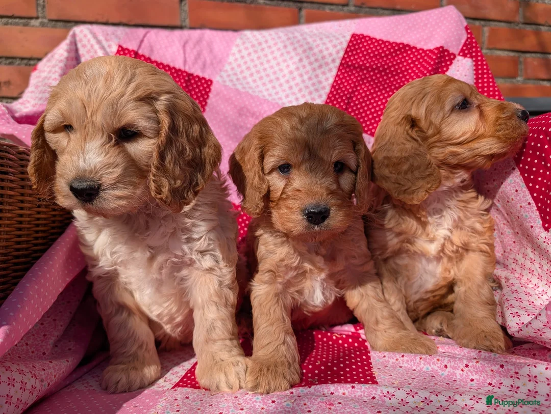Cockapoo honden te koop: Cokcapoo pups.engelsecockerspaniel x dwerg poedel - Advertentie 2