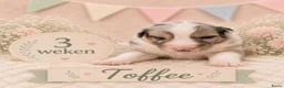 Australian Shepherd honden te koop: Australian Shepherd reutje met stamboom - Advertentie 4