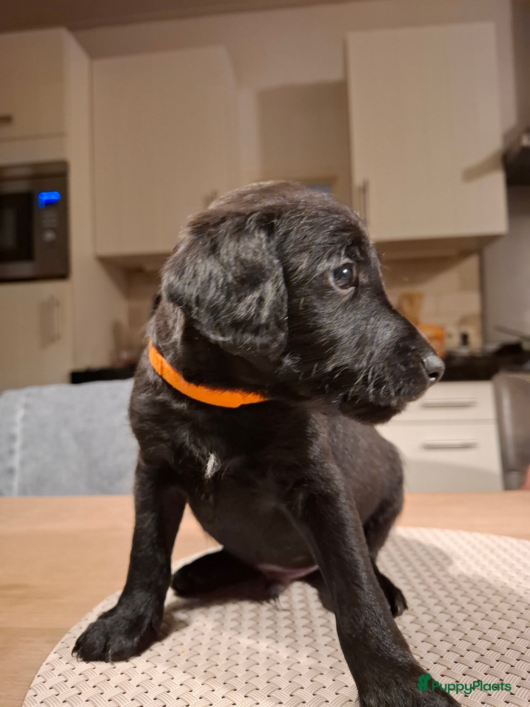 Kruising honden te koop: Foxdoodle puppies te koop (Foodle) - Advertentie 5