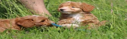 Maltipoo honden te koop: Knappe Maltipoo pups - Advertentie 8