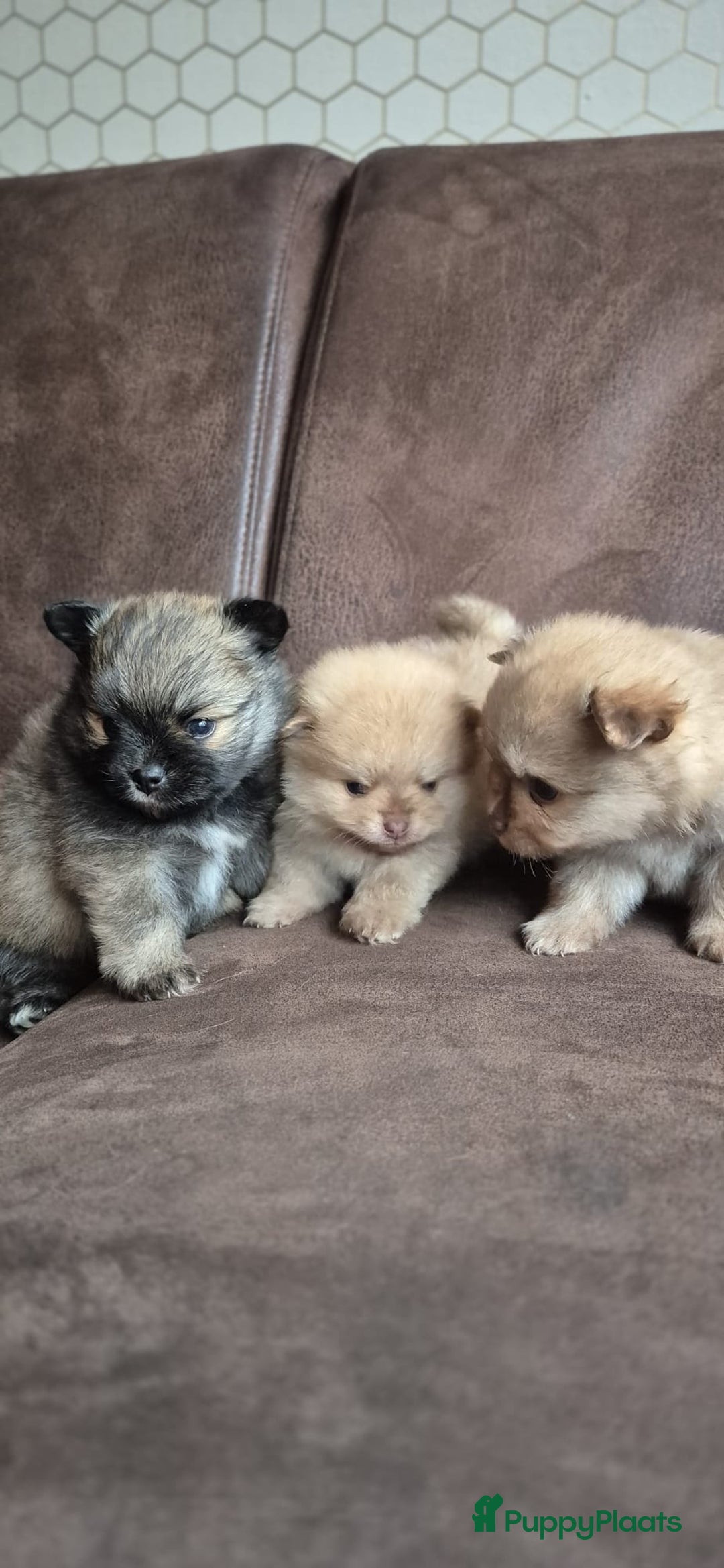 Kruising honden te koop: 3 reutjes - Advertentie 4