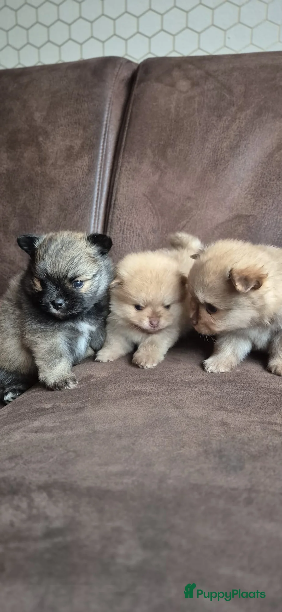 Kruising honden te koop: 3 reutjes - Advertentie 4