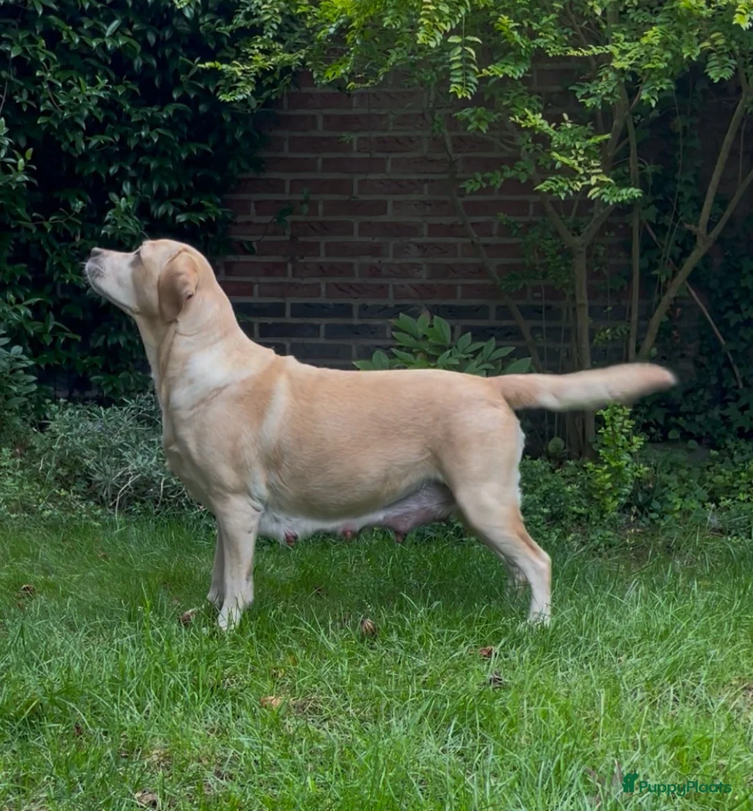 Labrador Retriever honden te koop: Verwacht: Labrador pups, geel en zwart - Advertentie 2