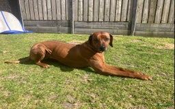 Rhodesian Ridgeback honden te koop: Rhodesian Ridgeback pups - Afbeelding 12
