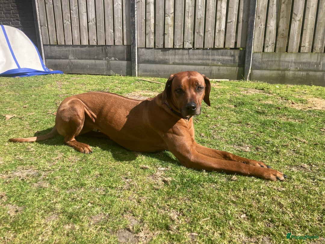 Rhodesian Ridgeback honden te koop: Rhodesian Ridgeback pups - Afbeelding 12