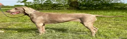 Weimarse Staande Hond korthaar honden te koop: Mooie Weimaraner pups uit mooie werklijn - Advertentie 5