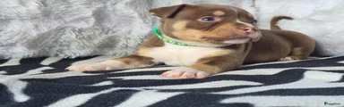 Amerikaanse Bully Puppy 8
