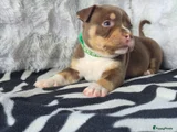 Amerikaanse Bully Puppy 8