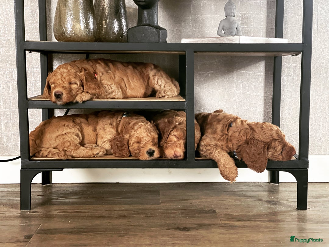 Australian Labradoodle honden te koop: Labradoodle puppy’s verwacht 🐶🐾 - Advertentie 11