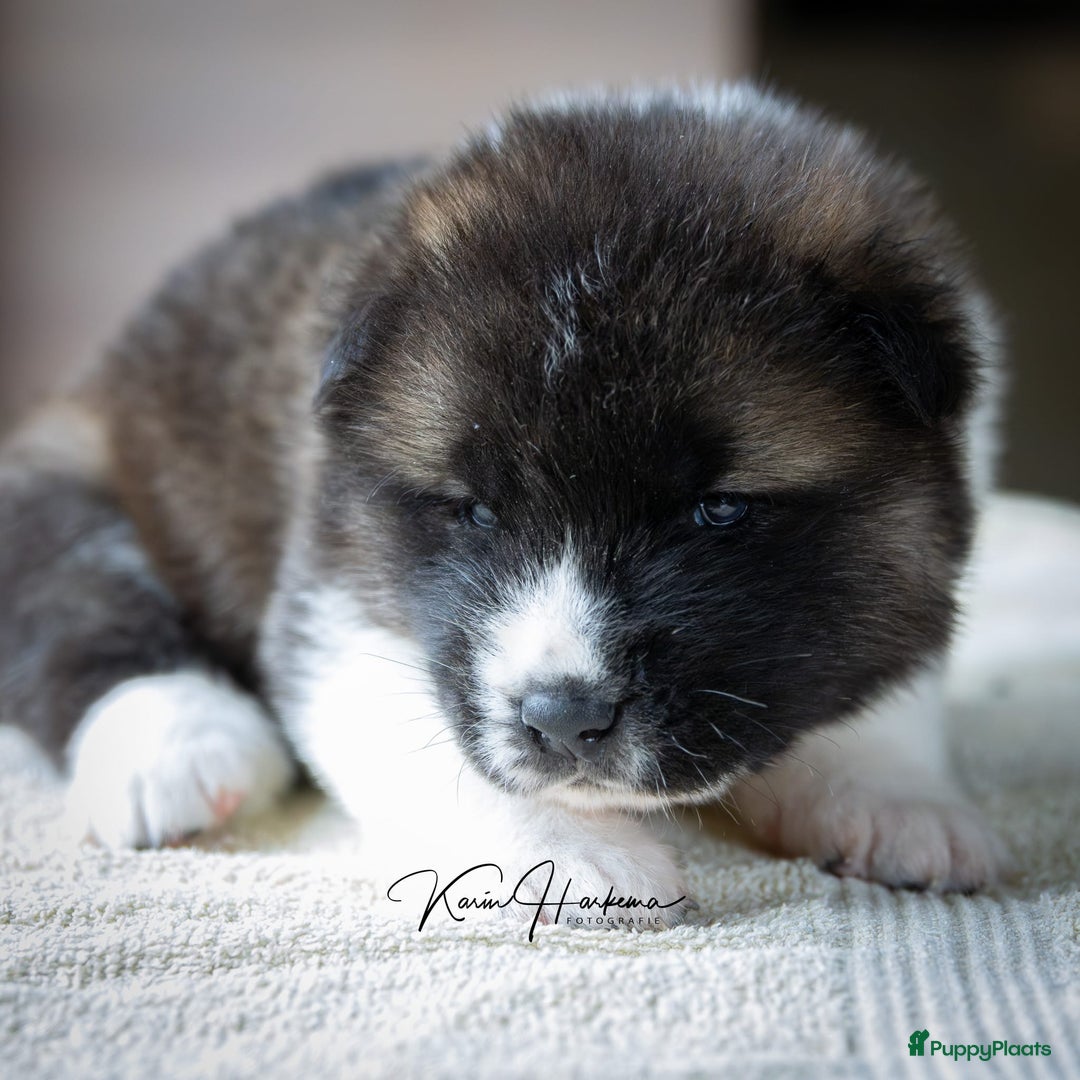 American Akita honden te koop: American Akita pups te koop - Advertentie 8