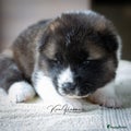 American Akita Puppy 8