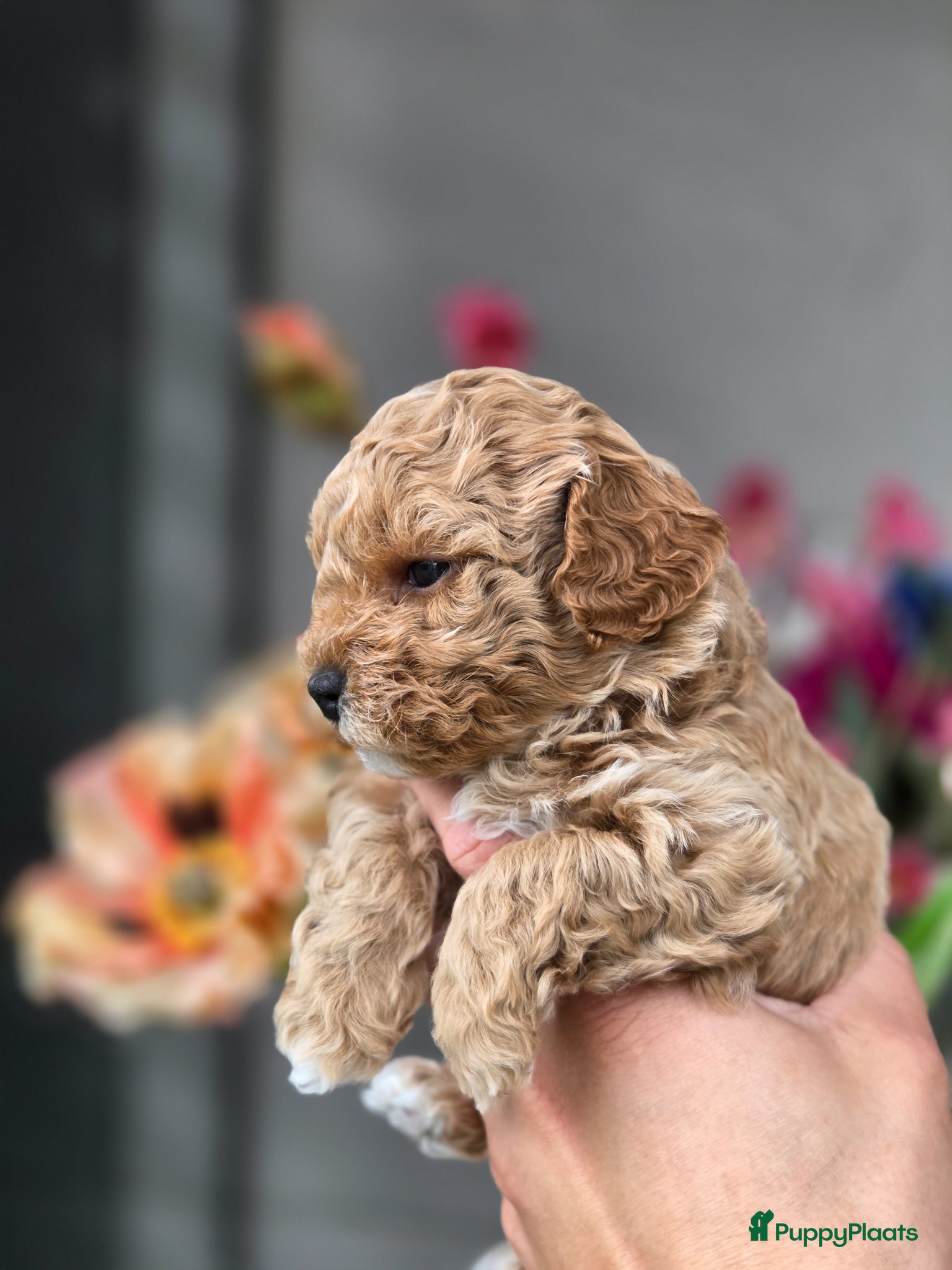 Maltipoo honden Maltipoo pups reutjes - Advertentie 2