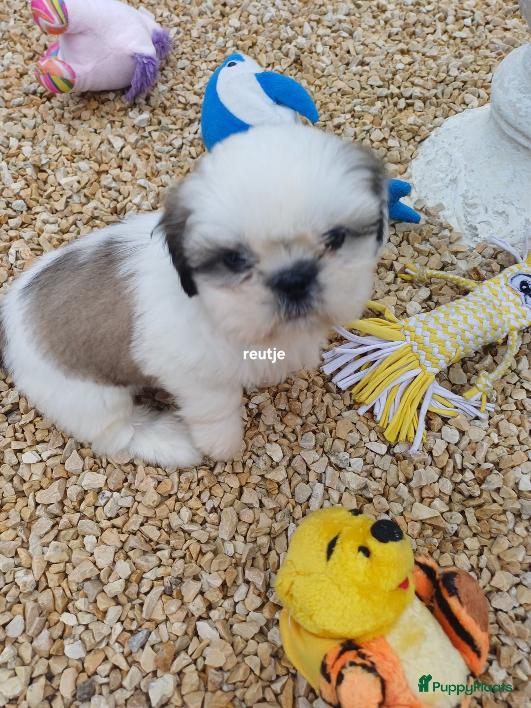 Shih Tzu honden te koop: leuke lieve ras zuiver shih tzu pups - Advertentie 4