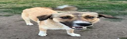Kruising honden te koop: Romaa - Advertentie 8