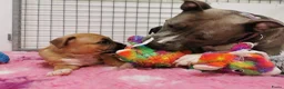 American Staffordshire Terriër honden te koop: Prachtige nestje amstaff pups - Advertentie 21