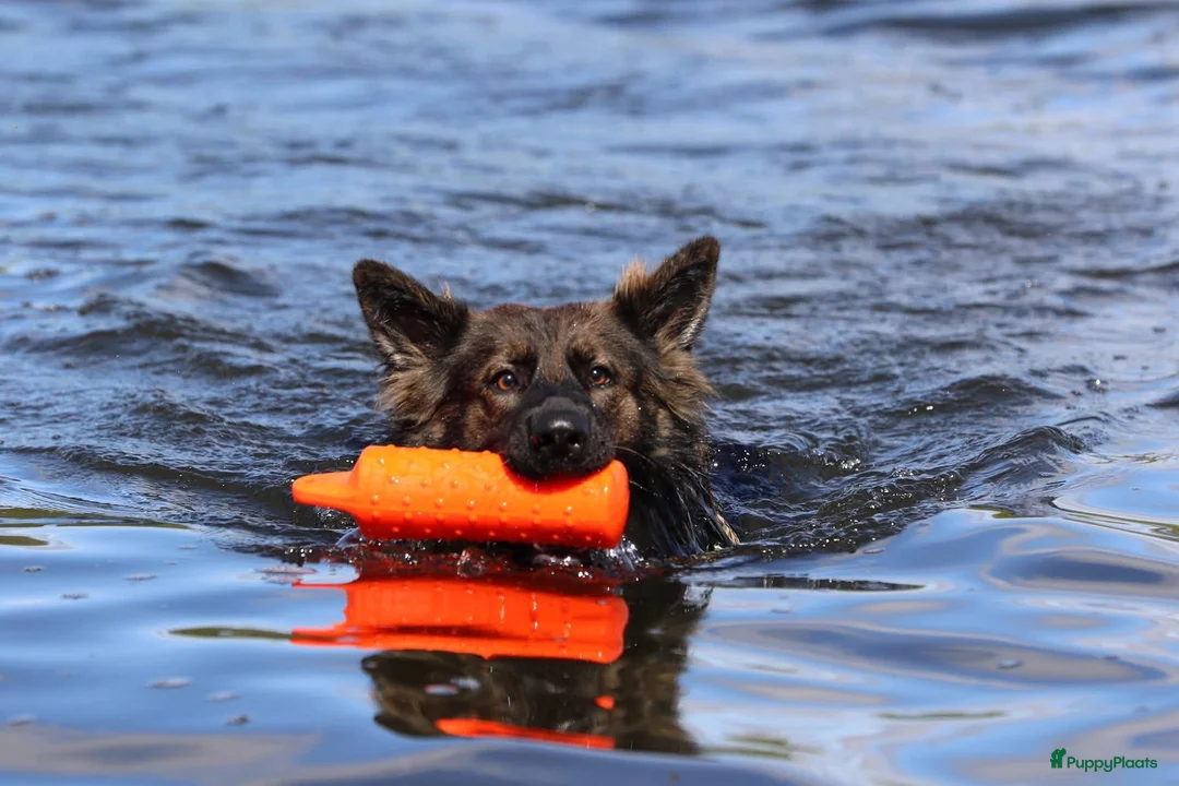 Duitse Herder honden ter adoptie: Duitse Herder Langstokhaar zoekt een nieuwe thuis  - Advertentie 6