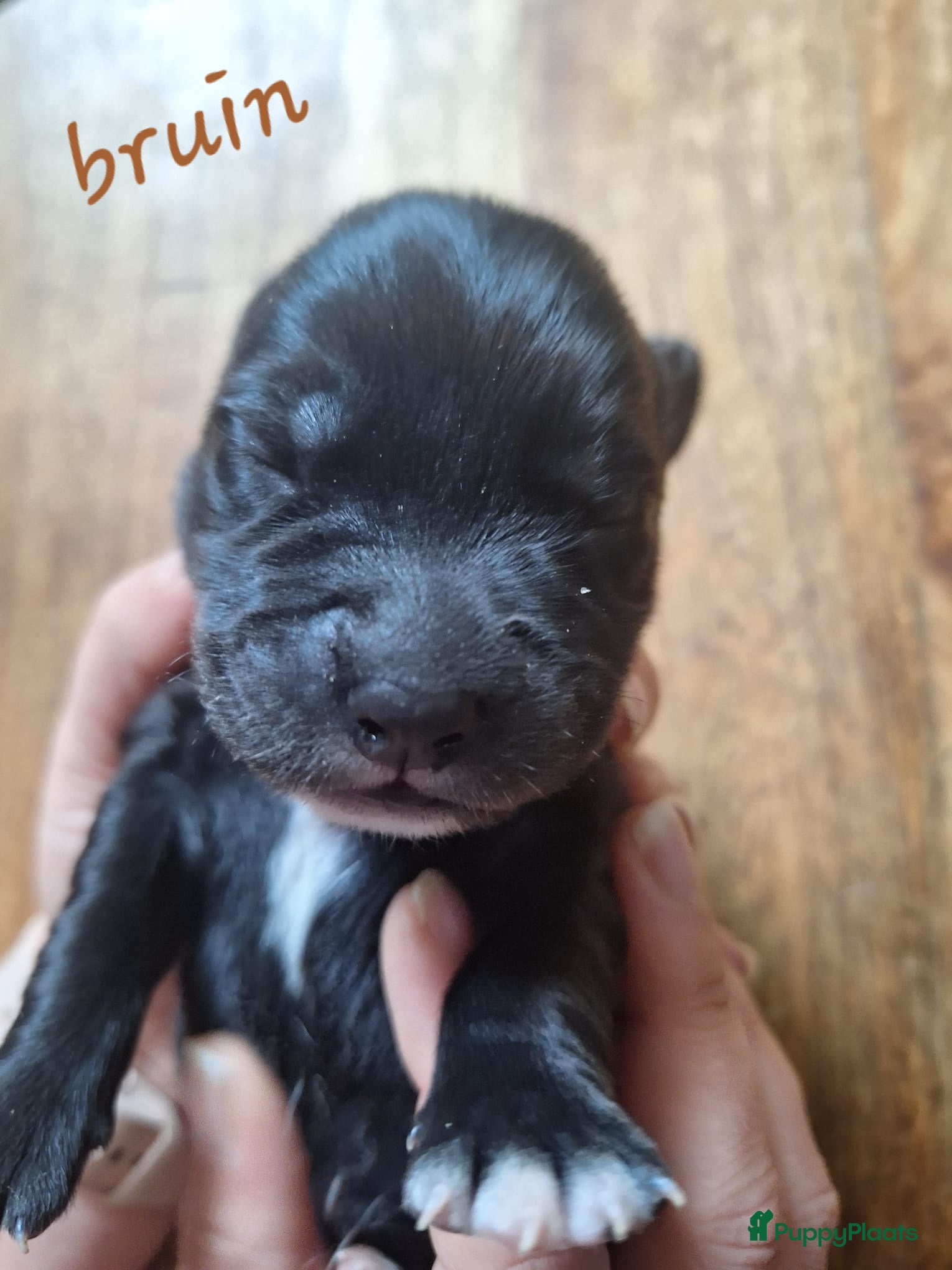 Kruising honden te koop: Labrakita pups (Labrador x Akita) Loyaal & speels - Advertentie 31
