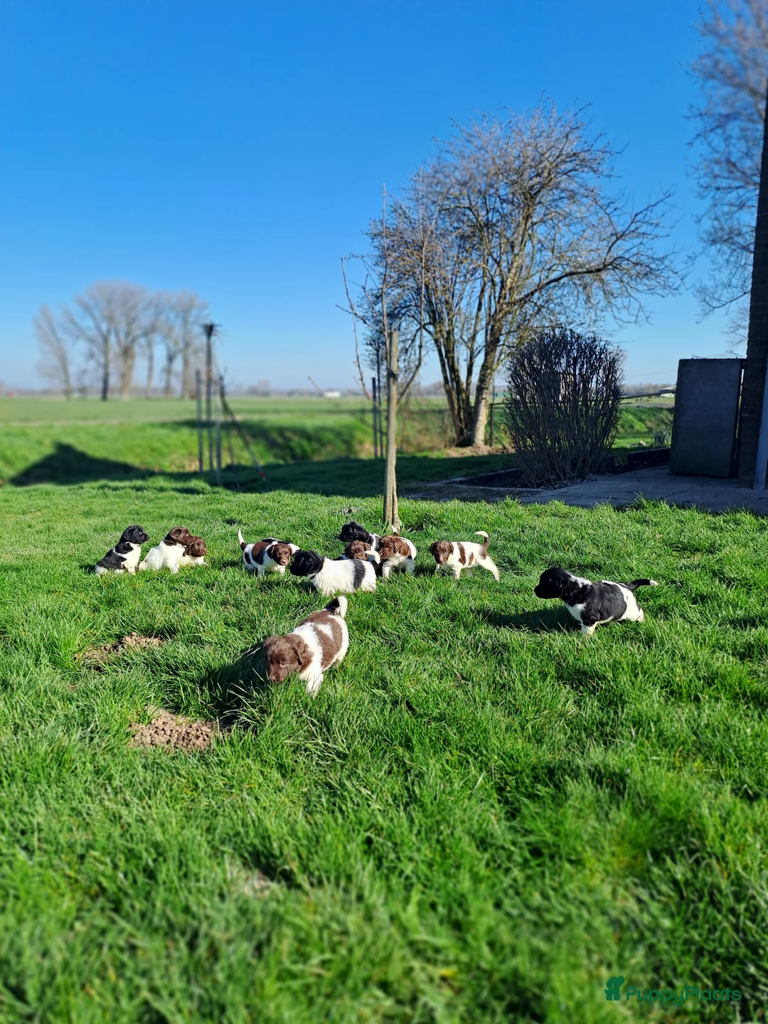 Friese Stabij honden te koop: Prachtige Friese Stabij pups in Herwijnen - Advertentie 20