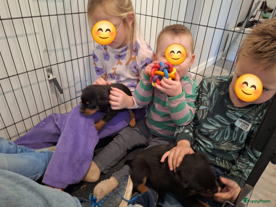 Rottweiler honden te koop: Prachtige Rottweiler pups met STAMBOOM en GARANTIE - Advertentie 5
