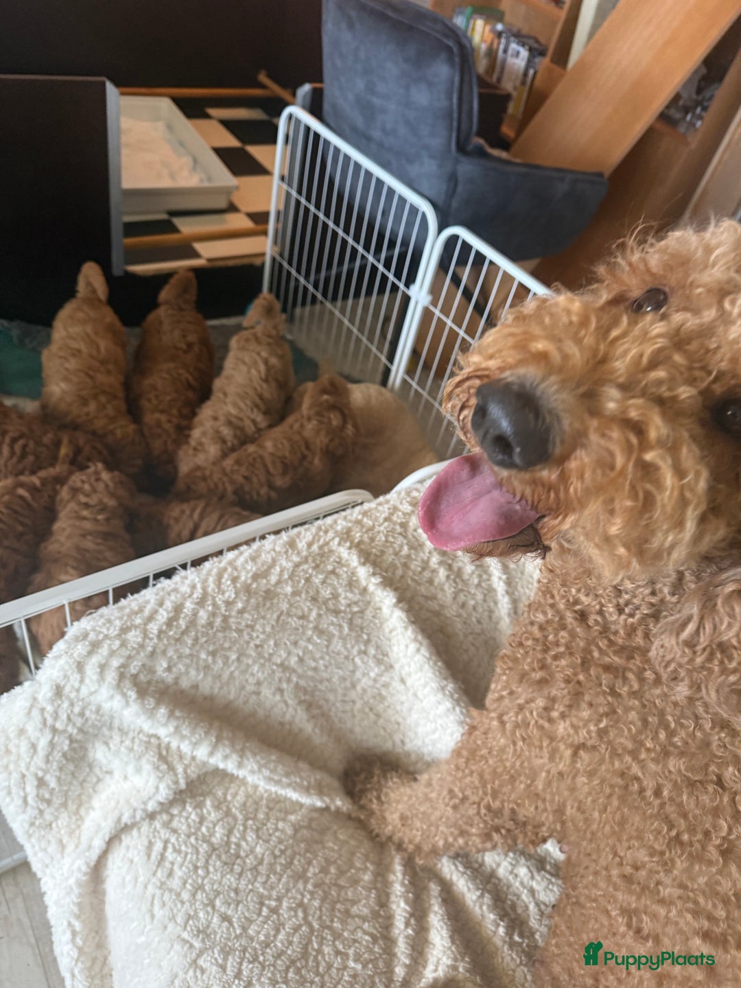 Goldendoodle honden te koop:  Prachtige F3 Doodle Pups van Roos & Sem - Advertentie 12