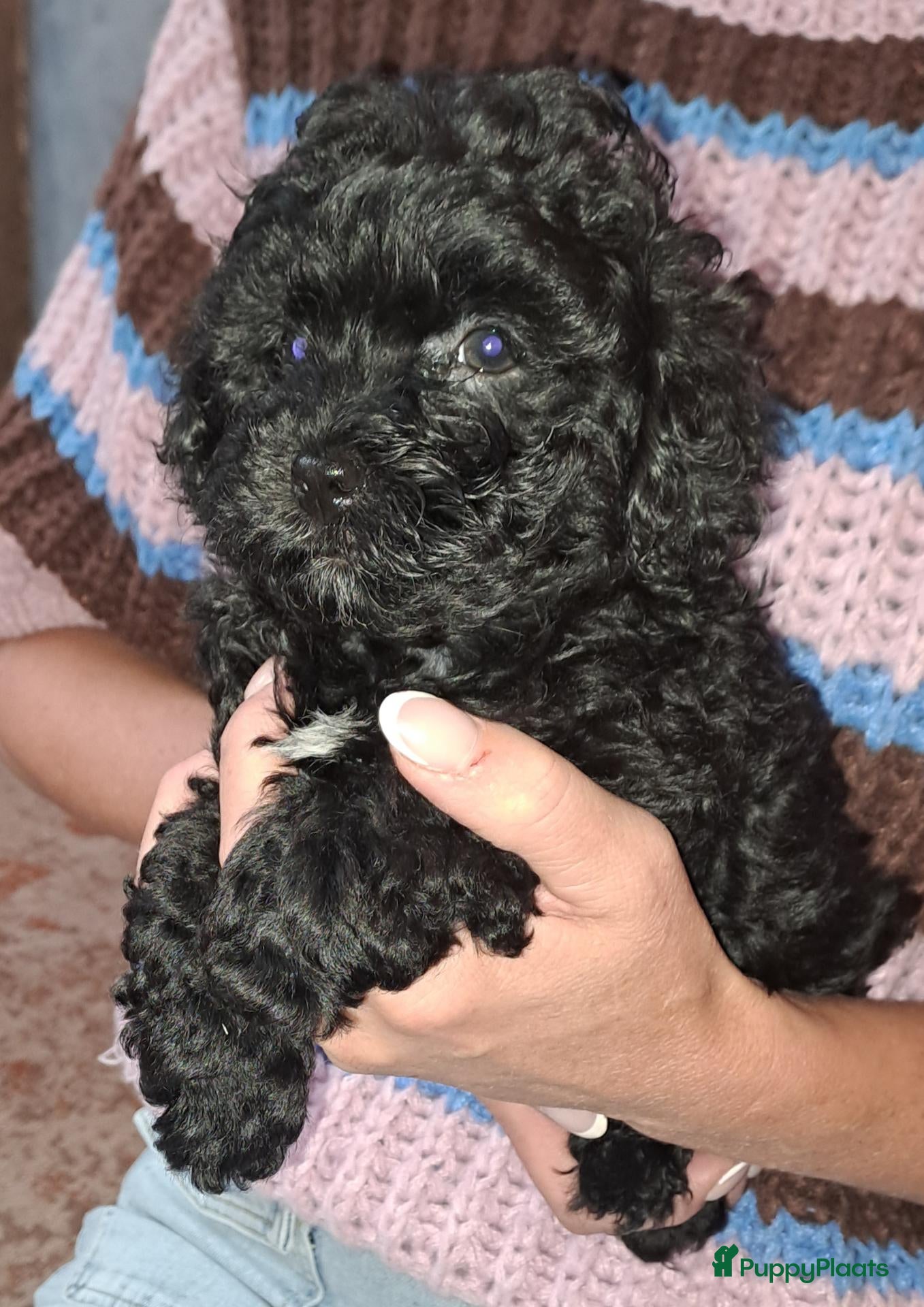 Kruising honden te koop: Te koop, 2 zwarte reutjes, toypoedel x  yorkie - Advertentie 1